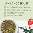 evergreen-herbs-epazote-de-comer-herb----5.jpg