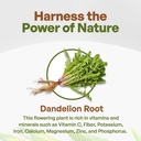 go-nutra-dandelion-root-extract-pure-pow-3.jpg