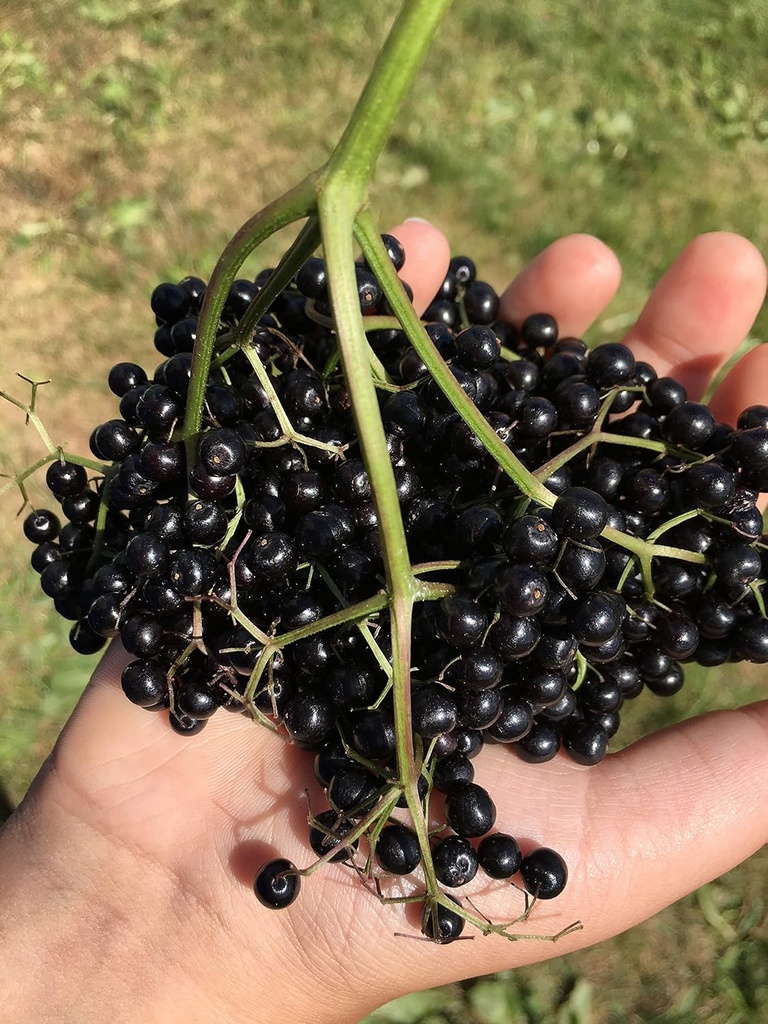 organic-elderberry-juice-2x-93-fl-oz-new-4.jpg