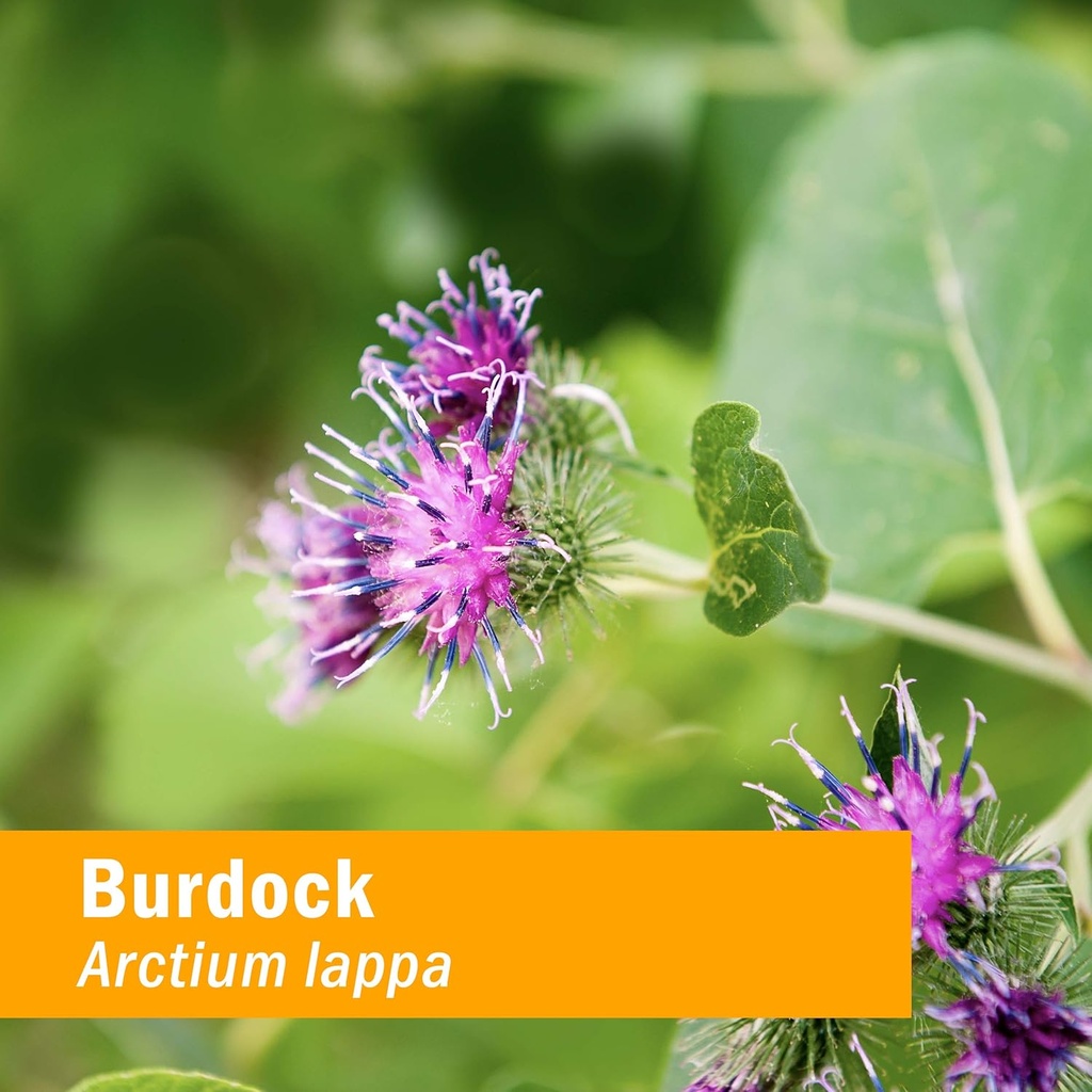 herb-pharm-burdock-blend-liquid-extract--2.jpg