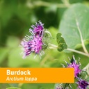 herb-pharm-burdock-blend-liquid-extract--2.jpg