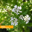 herb-pharm-certified-organic-cilantro-ex-2.jpg