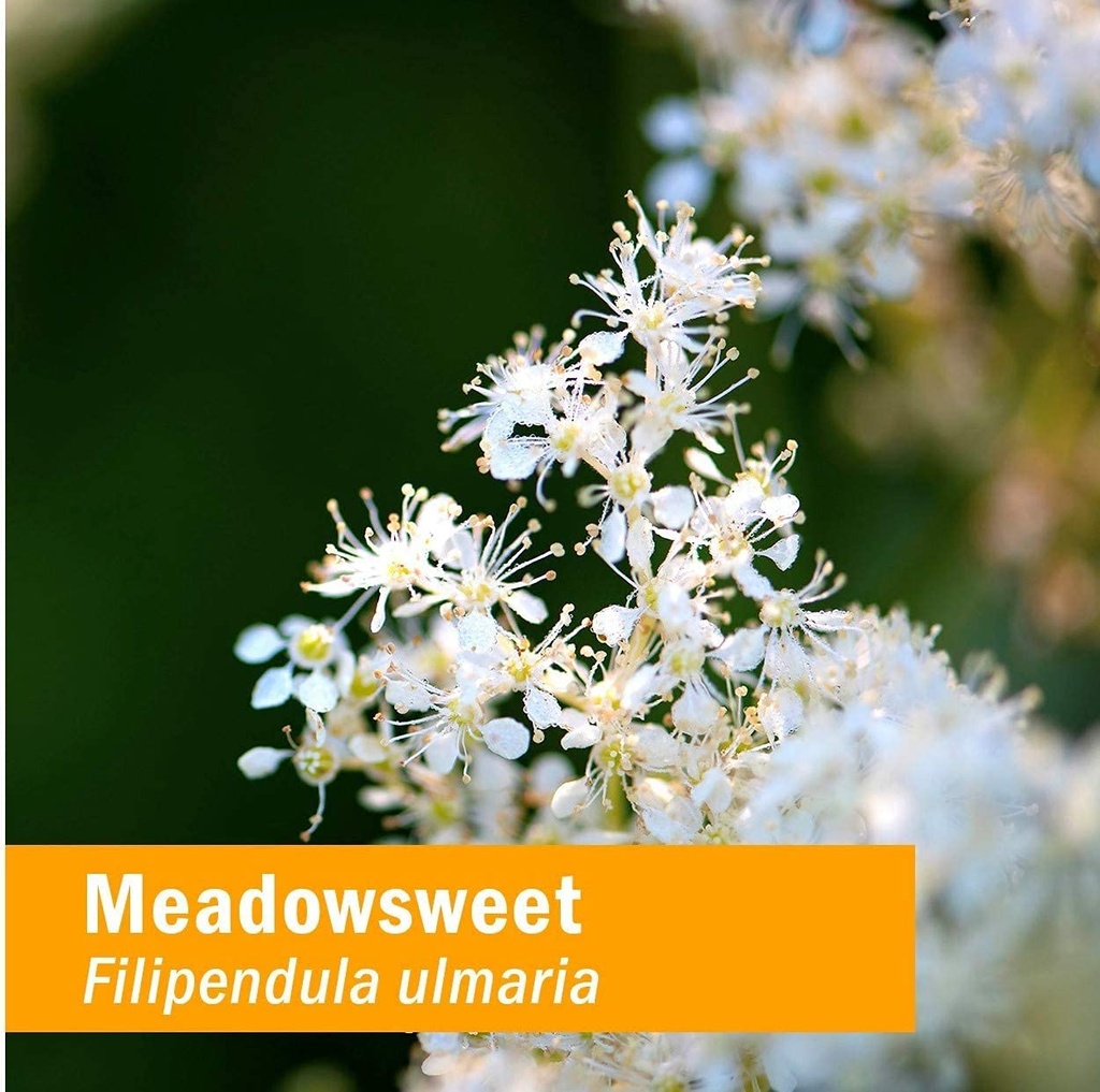 herb-pharm-certified-organic-meadowsweet-5.jpg
