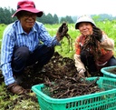 heblis-korean-black-ginseng-and-white-pl-5.jpg