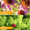 herb-pharm-organic-rapid-immune-boost-fa-3.jpg