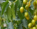 ayurvedashree-neem-leaf-powder-100-gm-az-5.jpg