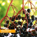 herb-pharm-certified-organic-black-elder-3.jpg
