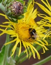 herb-pharm-certified-organic-elecampane--4.jpg