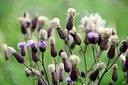 wildcrafted-raw-milk-thistle-seed-whole--6.jpg