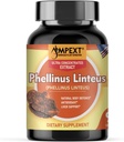 Phellinus linteus Extracto de hongos - Calidad Premium, Solo Cuerpos de Fruto, Antioxidante, Booster de Inmunidad, Soporte de hígado, 90 Caps de Veg.