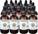 Extracto líquido libre de alcohol, Echinacea (Echinacea Angustifolia) Dried raíz Glicérite Hawaii Pharm Natural Herbal Suplemento 15x4 oz