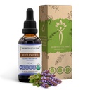 Bugleweed USDA Orgánica ← Extracto de alcohol-FREE, gotas herbales de alta potencia, sistema respiratorio  Hecho de 100% Certified Organic Bugleweed (Ze Lan, Lycopus Virginicus) Herb seco (2 FL OZ)
