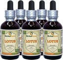 Lotus, Xi Xin (Nelumbo Nucifera) Dried Stem Liquid Extract (Marca: HerbalTerra, Proudly Made in USA) 5x2 oz