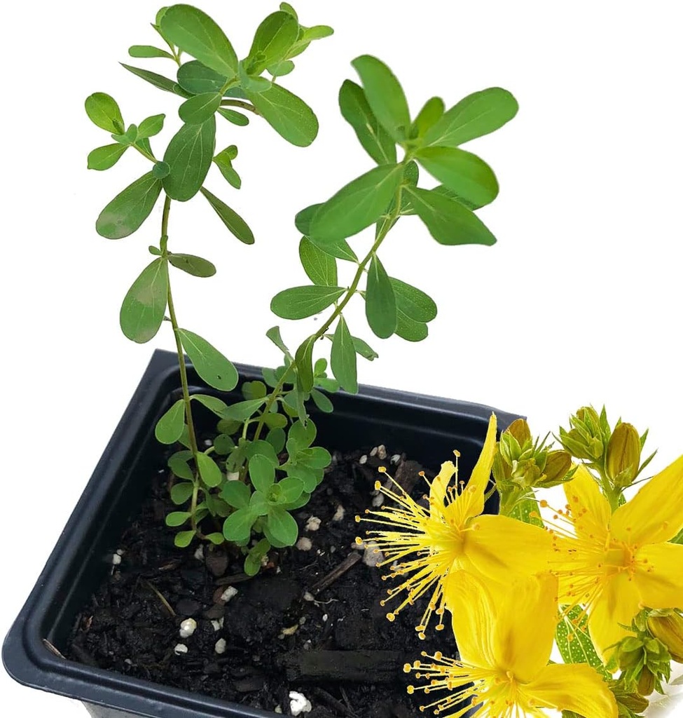 Planta orgánica de hierba de San Juan, (Hypericum Perforatum) 2,5 pulgadas Pot - Planta viva de San Juan