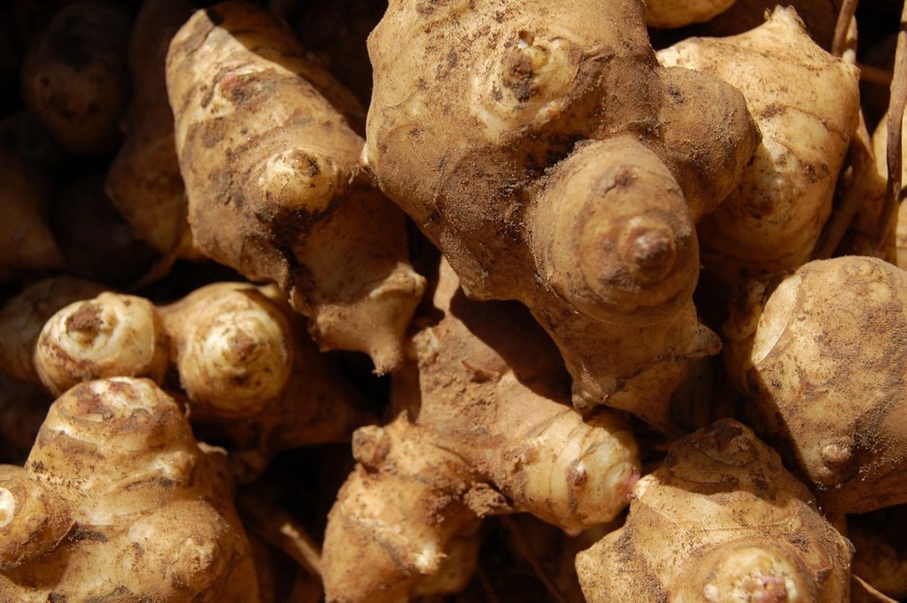 Tuberas artesanales de Jerusalén Sunroot Sunchoke Natural Orgánica Tuberas Produce 1 lb