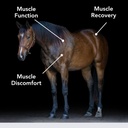 E-Se-Mag (20lb) para la función muscular " recuperación en caballos