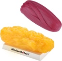 Medarquitecto Auténtico Cuerpo Humano Fat & Muscle Replica - 5 lb
