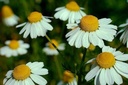 100ct Best for Tea German Chamomile FlowerSeeds